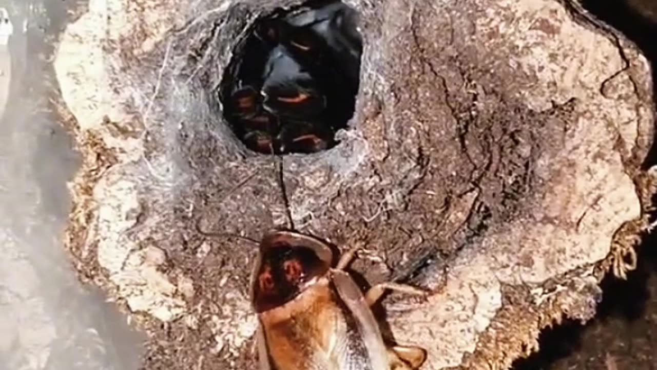 A FEARSOME TARANTULA SPIDER HUNTS DOWN A COCKROACH