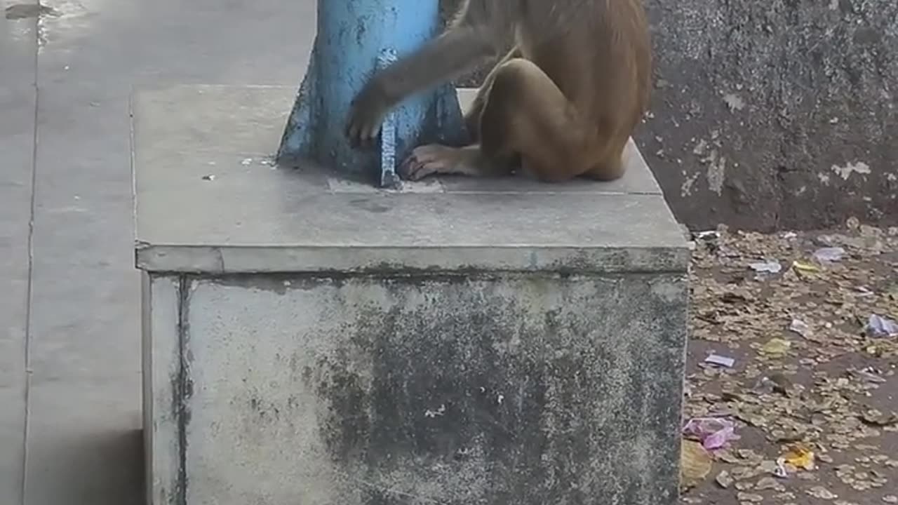 Sad Monkey