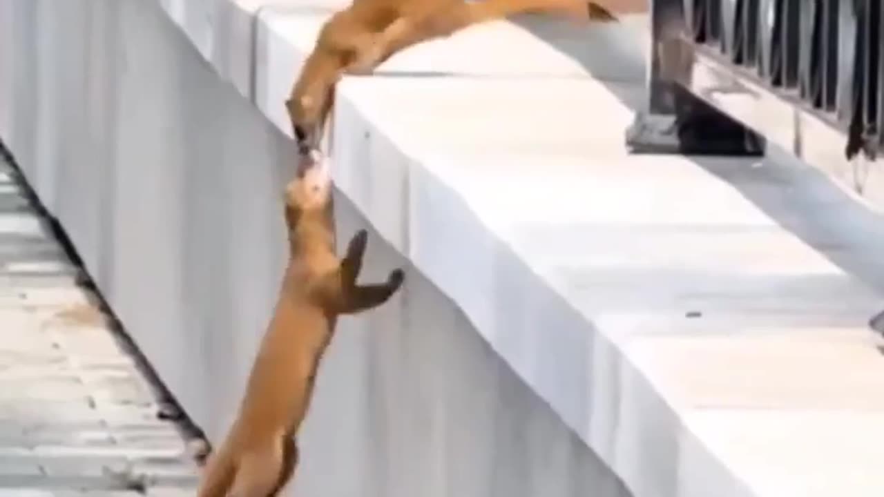 😂💀 A Helping Hand Can Be a Bit of a Pain | FunFM