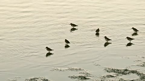 The shorebirds are back in town. Dunlins???