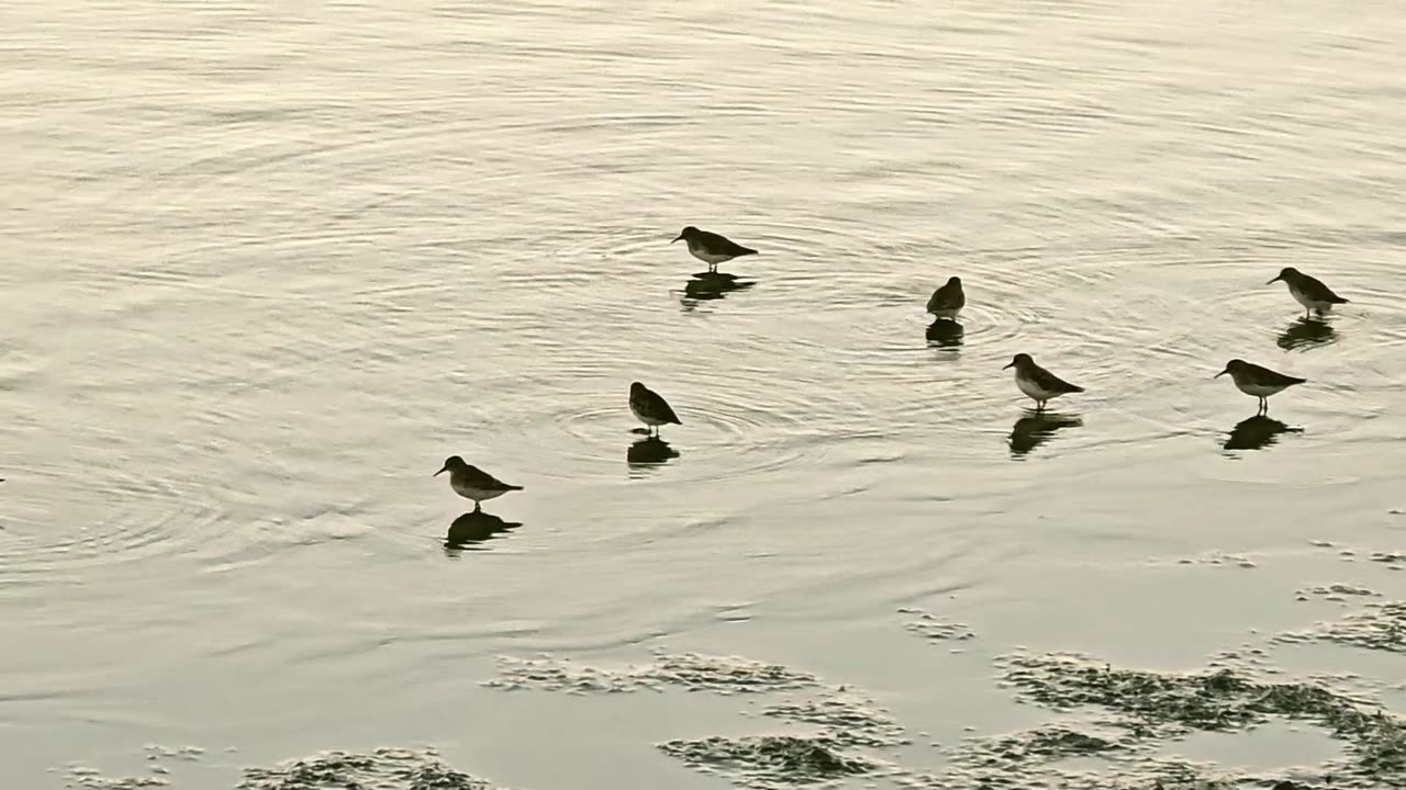 The shorebirds are back in town. Dunlins???