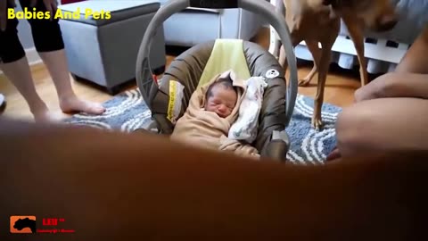 Funny Baby And Vizsla Dogs Playing Together Cute Baby