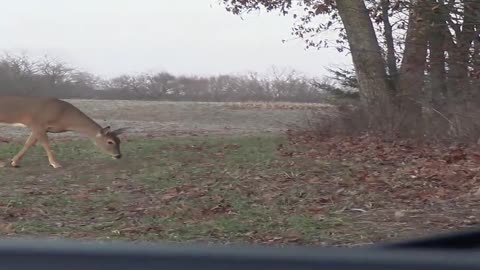 The Average Illinois Deer Hunt