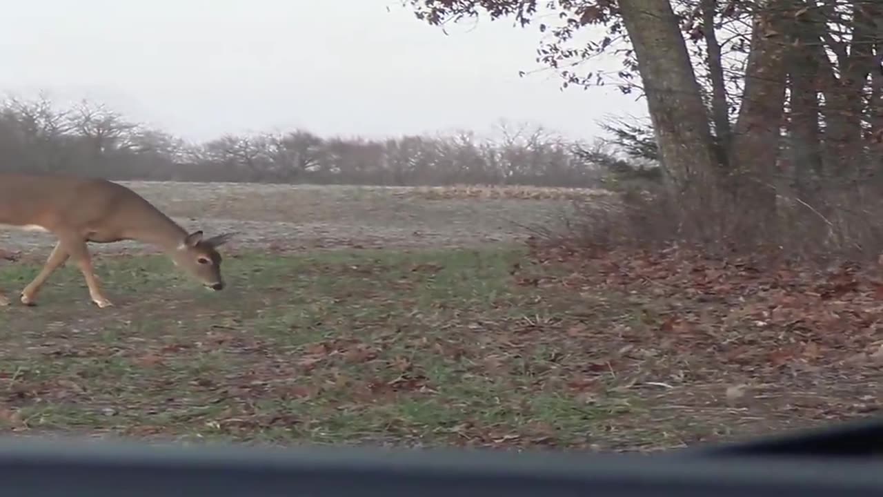 The Average Illinois Deer Hunt