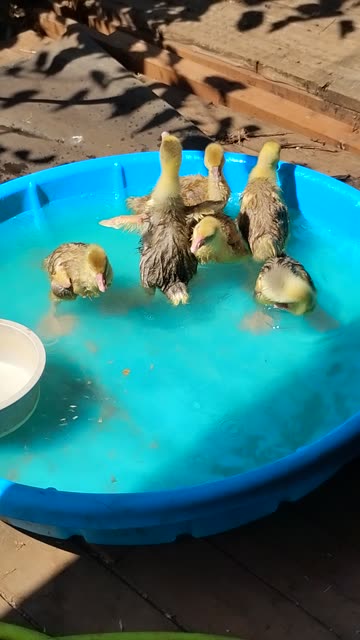 Baby Cobra Chickens, extra pinchy
