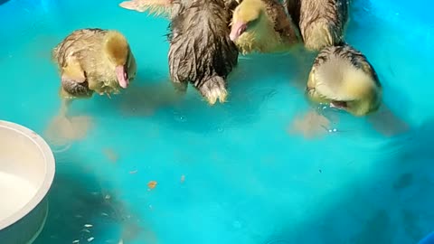 Baby Cobra Chickens, extra pinchy