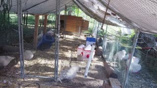 Chicken Live Stream
