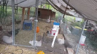 Chicken Live Stream