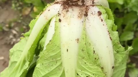 Harvesting cabbage #farming