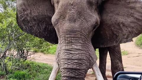 The big elephant dug the ground with its tusks