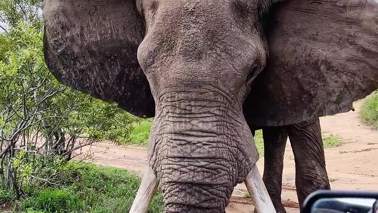 The big elephant dug the ground with its tusks