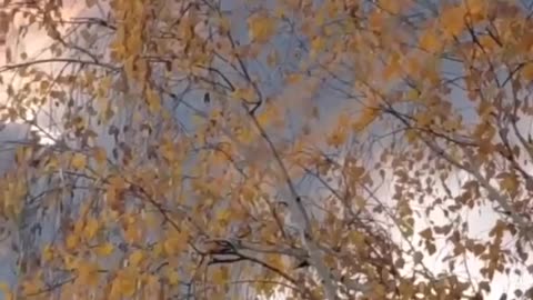 🔥💥 Ukraine Russia War | Ukrainian Forces Respond to Russian Strike | RCF