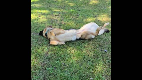 Virgil the sable.