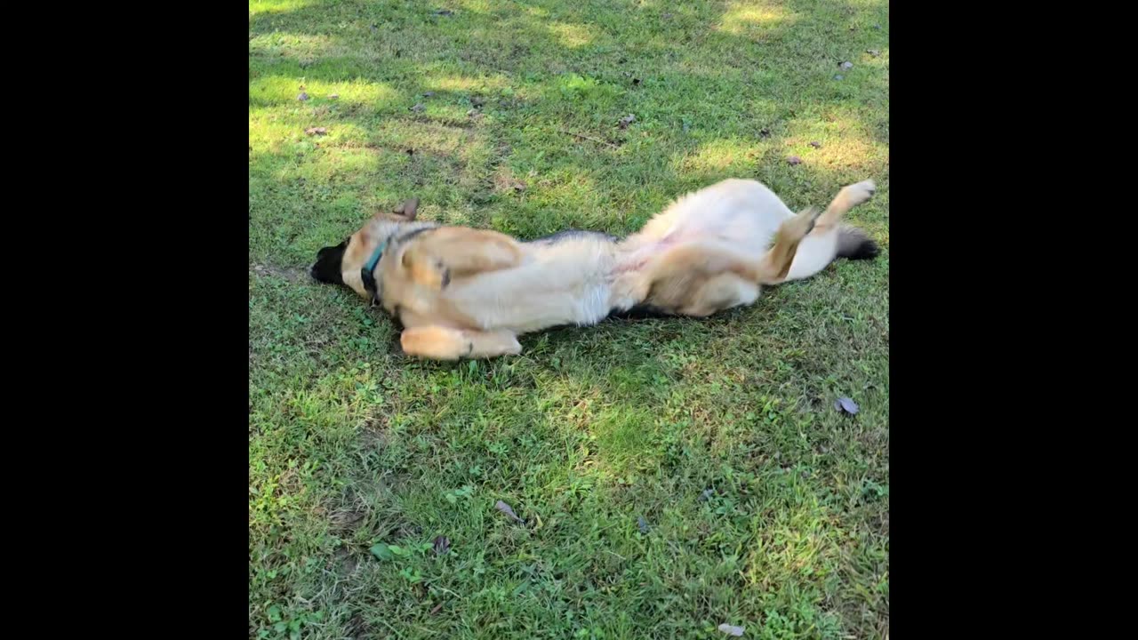 Virgil the sable.