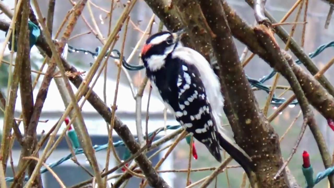 Downy Woodpecker