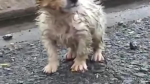 Perfect Sussy Move StuntsThat Shocked Everyone #shorts #viralvideos #trending #education #viral