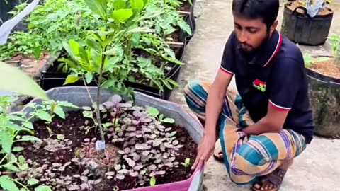 ইট ব্যবহার করলে ক্ষতি! Siraj Tech এর Waterproof Chemical কি ছাদ নষ্ট করে?