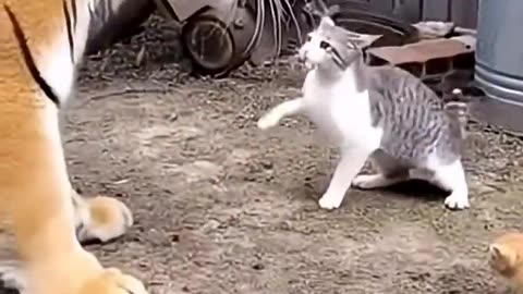 Tiny Mother Cat Defends Kitten Against giant tiger