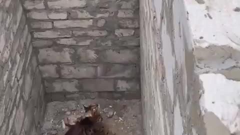 A cat pulls off an amazing 12-foot jump to get out of a hole!