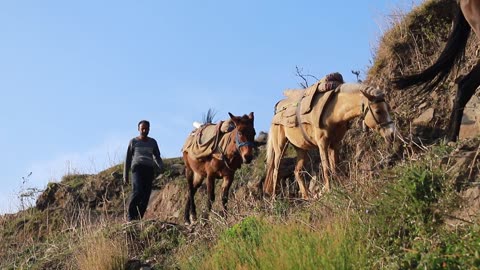 Spiti Pony in India
