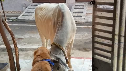 Golden Retriever Bonding With a Cow