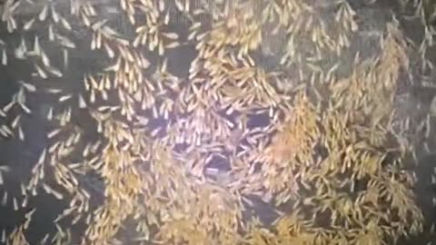 Termites Took Over the Entire Camp Overnight