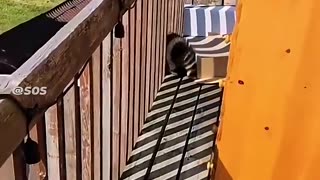 Prove Orange Cats Are Gangsters 02 😼 | #funny