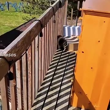 Prove Orange Cats Are Gangsters 02 😼 | #funny