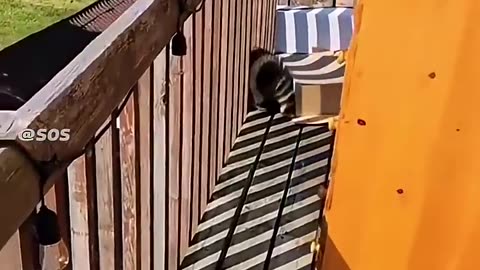 Prove Orange Cats Are Gangsters 02 😼 | #funny