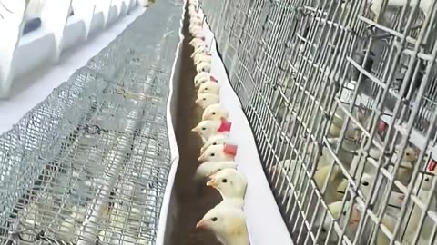 Puppy Saves Baby Who Fed Him – Heartwarming Rescue Story! | Follow & Like!