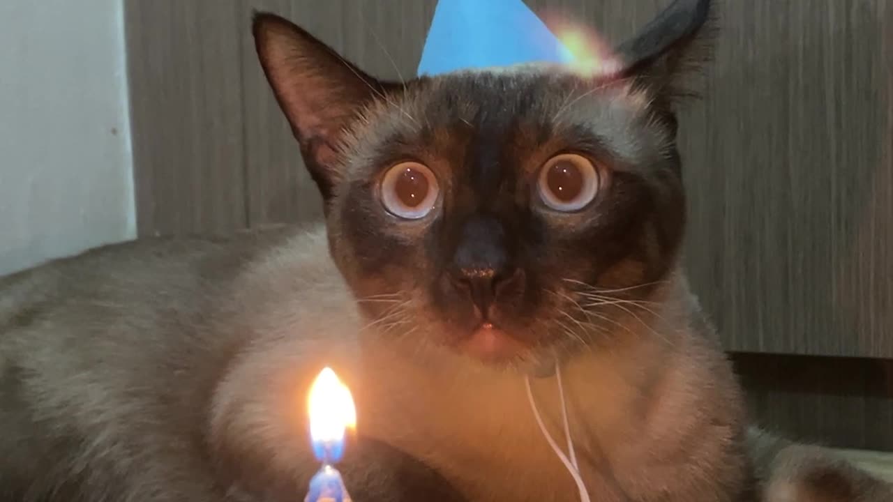 Milo the Siamese Cat's Birthday