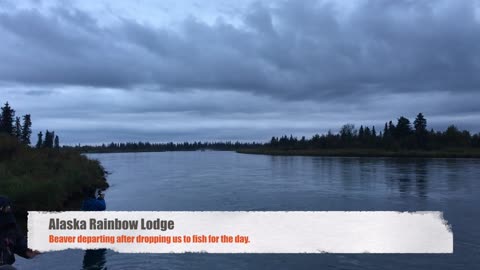 Beaver Taking Off At Alaska Rainbow Lodge