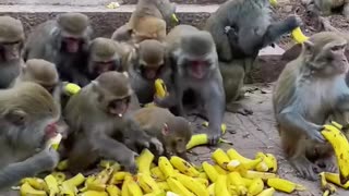 It's lunch time for these adorable monkeys!