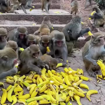 It's lunch time for these adorable monkeys!