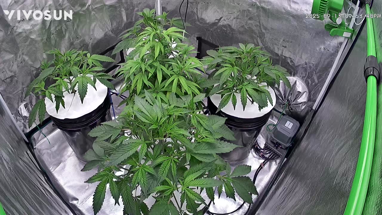 Mars Hydro 4x4 , DWC Purple Magik