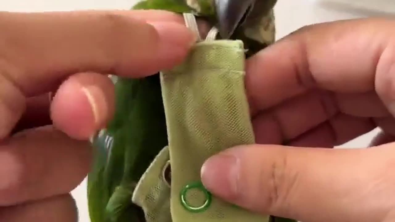 😮✨ Parrot's Diaper Change Will Blow Your Mind! Unbelievable Animal Behavior | FeedMyCuriosity