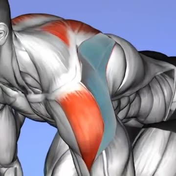 Shoulder Workout Gym Exercises