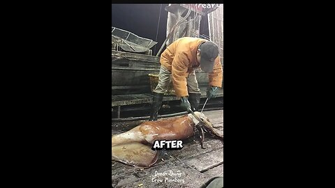 Processing Freshly Caught Giant Squid