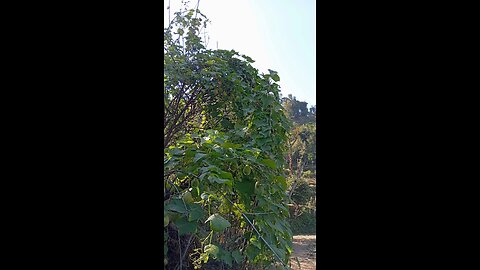 Nature and vegetables