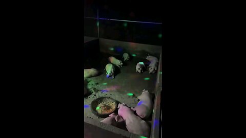 Chuẩn bị đón Tết nào các bạn mình ơi