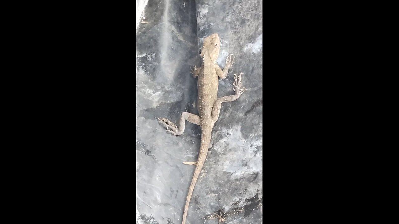 Bajari Mein Nikala crickaat