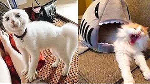 Try Not To Laugh 🤣 New Funny Cats And Dog Video 😹 - MeowFunny 2025