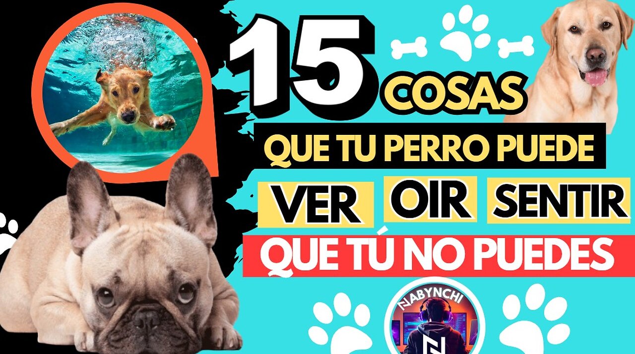 ¡15 cosas increíbles que tu perro puede ver, oír y sentir y que tú no puedes!