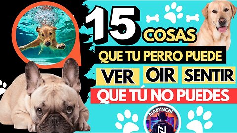 ¡15 cosas increíbles que tu perro puede ver, oír y sentir y que tú no puedes!