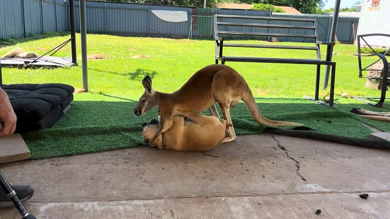 Kangaroo and Dog are friends