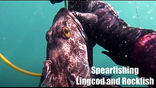 Spearfishing Monterey | Central California Spearfishing