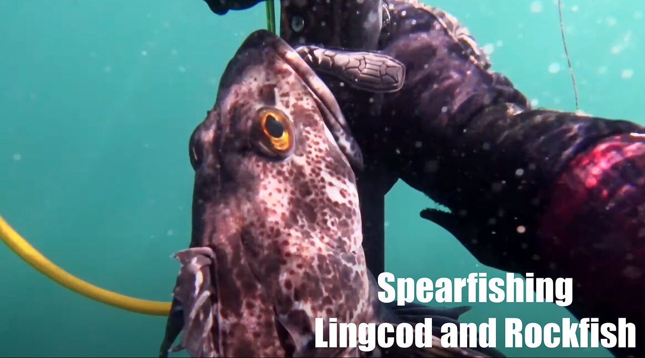 Spearfishing Monterey | Central California Spearfishing