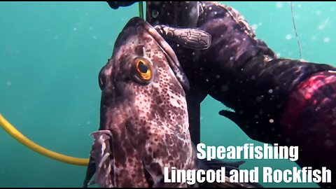 Spearfishing Monterey | Central California Spearfishing