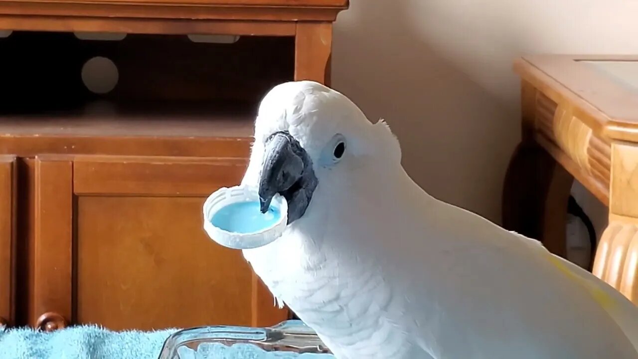 Splash Splash, Cockatoo Bath