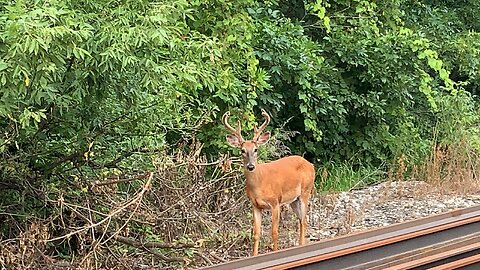 Nice Buck approaches me